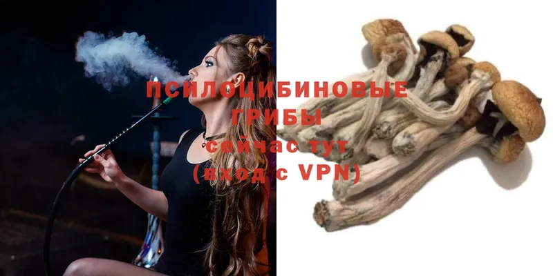 Галлюциногенные грибы Psilocybe  Змеиногорск 